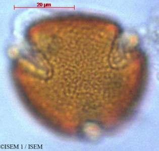 ISEM 1/Valeriana_bracteata_29145/Valeriana_bracteata_29145_0001(copy)_thumb.jpg